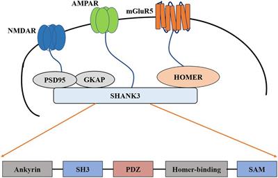 Targeting Shank3 deficiency and paresthesia in autism spectrum disorder: A brief review